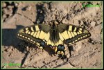 Schalbenschwanz (Papilio machaon) IMG_4112b_prot.jpg