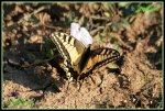 Schalbenschwanz (Papilio machaon) IMG_4144b_prot.jpg