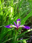Iris blau.jpg