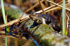 M1113594_DxO_2020-04-11_Bufo-bufo.jpg