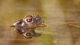 P1180157_2014-03-31_Bufo-Bufo_Maennchen.JPG