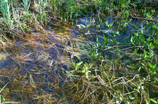 WP_20220511_10_43_40_Kleiner-Teich.jpg