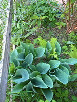 WP_20220519_19_26_06_Hosta.jpg