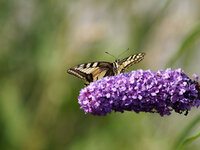 M1020538_DxO_2016-08-02_Schwalbenschwanz.jpg