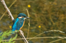 M1080176_DxO_Eisvogel_100-Prozent.jpg