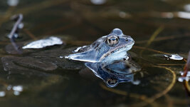 M1163609_DxO_2020-04-16_Grasfrosch_Rana-temporera.jpg