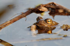 M1030881_DxO_2017-04-03_Grasfrosch.jpg