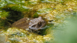 M1134818_2022-06-13_Bufo-Bufo.JPG