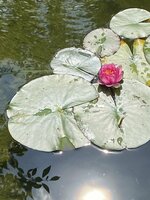 IMG_5496.JPG