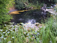 WP_20220628_19_35_16_Teich.jpg