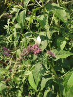 IMG_20220630_131756.jpg
