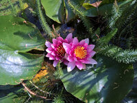 WP_20220701_09_29_03_Onk-Seerose_Doppel.jpg