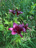 WP_20220703_09_35_55_Lilien.jpg
