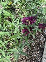 D915EDBE-22D0-407C-9E4A-2427306F33BC.jpeg