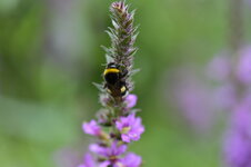 _DSC2925[1].JPG