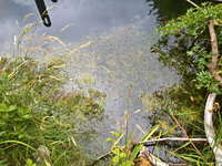 WP_20220710_11_09_45_Wasserlaeufer.jpg