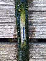 WP_20220721_07_47_05_Teichtemp_Oben.jpg