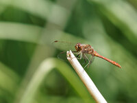 M1284901_DxO_2022-07-28_Heidelibelle.jpg