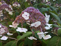 WP_20220801_18_40_56_Samthortensie.jpg