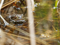 M1240005_DxO_2023-03-24_Bufo-Bufo.jpg