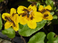 blüten.JPG