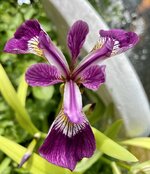 IMG_4265.jpeg