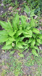 Hosta.jpg