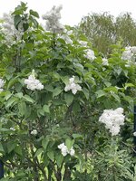 IMG_3330.jpeg IMG_3330.jpeg
