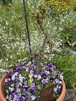 IMG_3356.jpeg IMG_3356.jpeg