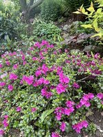 IMG_3352.jpeg IMG_3352.jpeg