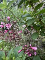 IMG_3345.jpeg IMG_3345.jpeg