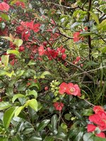 IMG_3344.jpeg IMG_3344.jpeg