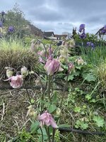 IMG_3342.jpeg IMG_3342.jpeg
