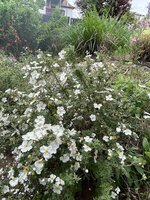 IMG_3341.jpeg IMG_3341.jpeg