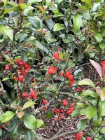 IMG_3332.jpeg IMG_3332.jpeg