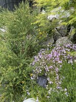 IMG_3336.jpeg IMG_3336.jpeg