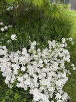 IMG_3337.jpeg IMG_3337.jpeg