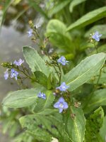 IMG_7339.jpeg