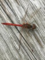 IMG_2473.jpeg