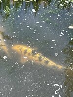 IMG_1343.jpeg