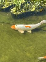 IMG_1018.jpeg