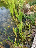 Teich 02.jpg