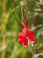 M1042336_2023-09-04_Sumpf-Gladiole.JPG