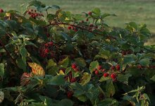 Brombeeren_rot_bei Sonnenaufgang_sunrise2_1280_FFF.JPG