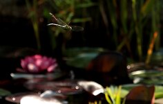 Blaugrüne Mosaikjungfer im Flug_bokeh_motion_9_1000_FF.JPG