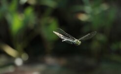 Blaugrüne Mosaikjungfer im Flug3_1000_FFF.JPG