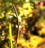 westliche Weidenjungfer_Paarungsrad_bokeh1_1000.JPG