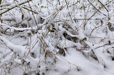 Luhewanderweg_Buschwerk_Schnee13_900.jpg