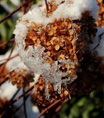 alte Hortensienblüte_Vanilla fraise_Eiszapfen_makro3_900_FFF.JPG