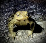 IMG_4339.jpeg